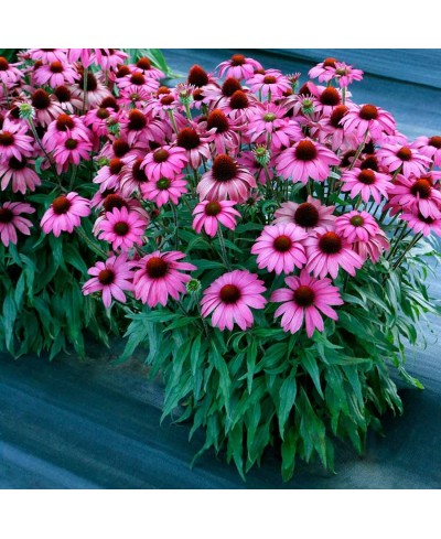 Jeżówka 'Prima Berry'  Echinacea