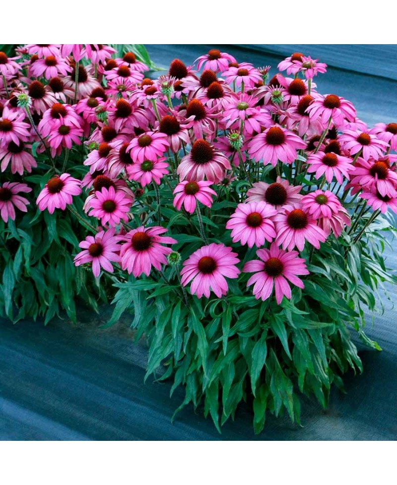 Jeżówka 'Prima Berry'  Echinacea