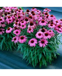 Jeżówka 'Prima Berry'  Echinacea