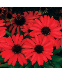 Jeżówka 'Prima Ruby'  Echinacea