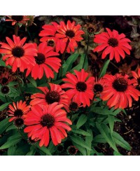Jeżówka 'Prima Ruby'  Echinacea