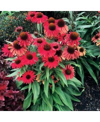 Jeżówka 'Prima Ruby'  Echinacea