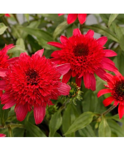 Jeżówka 'Delightful Sangria'  Echinacea
