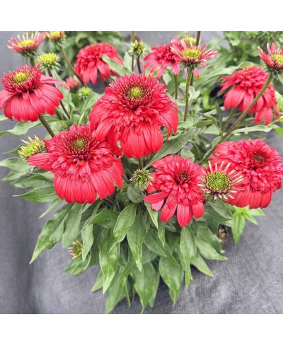 Jeżówka 'Delightful™ Garnet'  Echinacea
