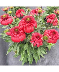 Jeżówka 'Delightful™ Garnet'  Echinacea