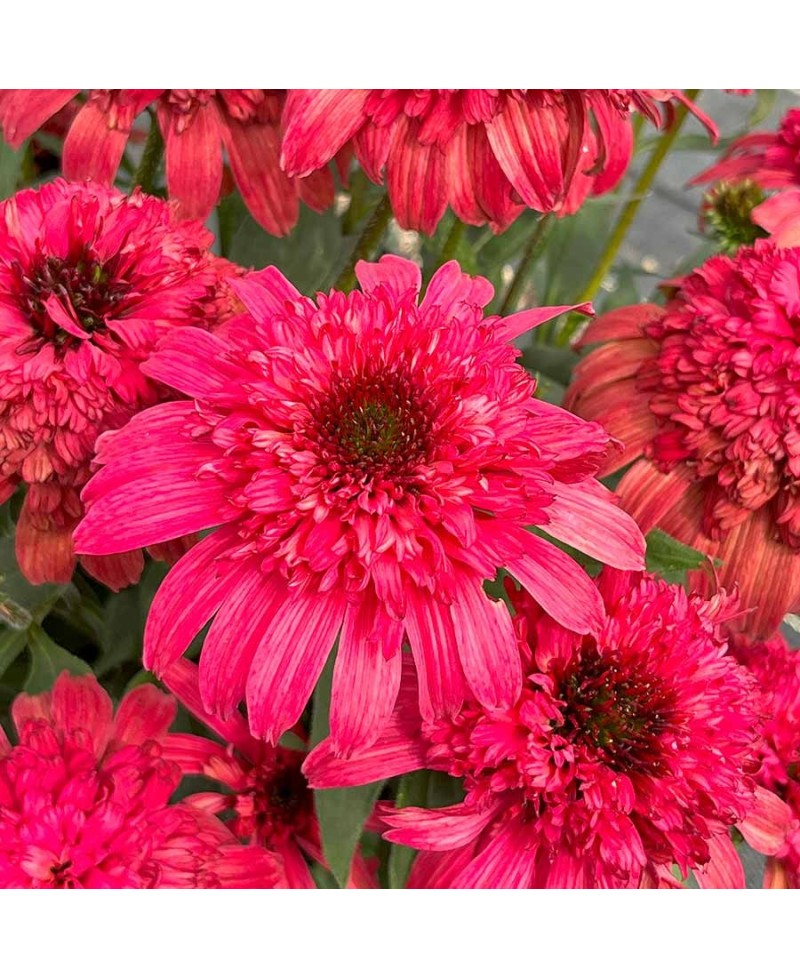 Jeżówka 'Delightful™ Garnet'  Echinacea