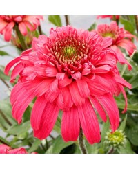 Jeżówka 'Delightful™ Garnet'  Echinacea