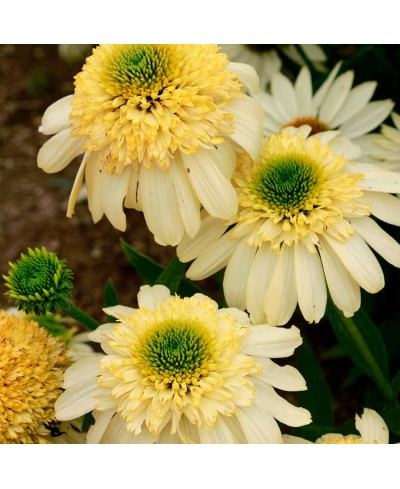 Jeżówka 'Fried Egg'  Echinacea