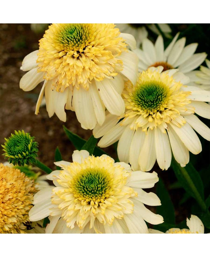 Jeżówka 'Fried Egg'  Echinacea