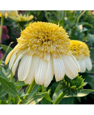 Jeżówka 'Fried Egg'  Echinacea