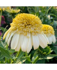 Jeżówka 'Fried Egg'  Echinacea