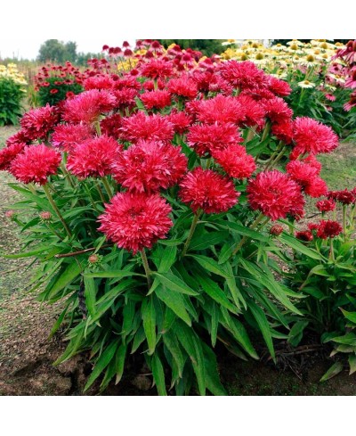 Jeżówka 'Fringe Festival'  Echinacea