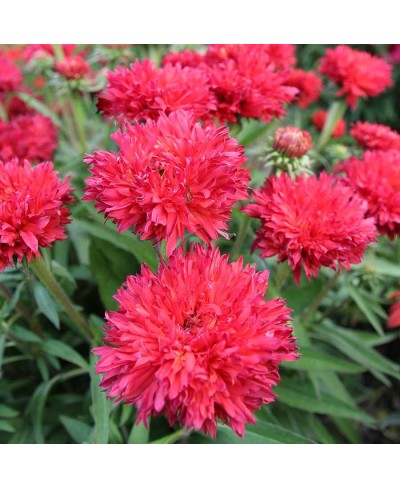 Jeżówka 'Fringe Festival'  Echinacea