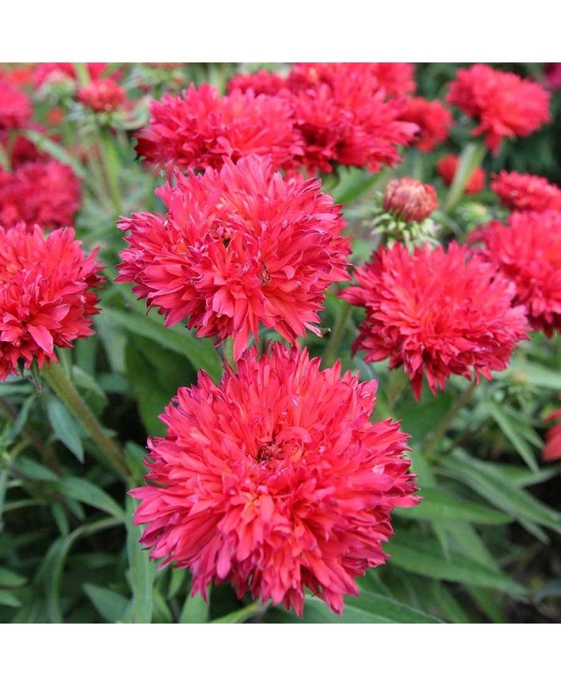 Jeżówka 'Fringe Festival'  Echinacea