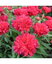 Jeżówka 'Fringe Festival'  Echinacea