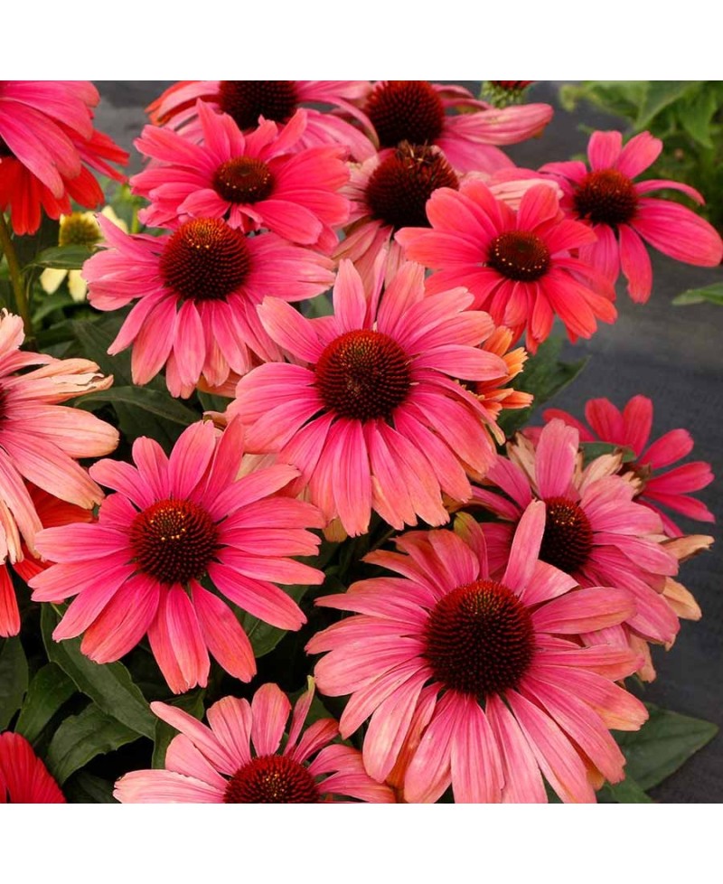 Jeżówka 'Revelation Coral'  Echinacea