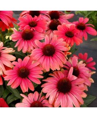 Jeżówka 'Revelation Coral'  Echinacea