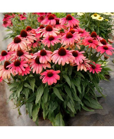 Jeżówka 'Revelation Coral'  Echinacea