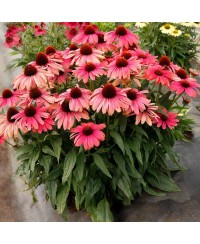 Jeżówka 'Revelation Coral'  Echinacea