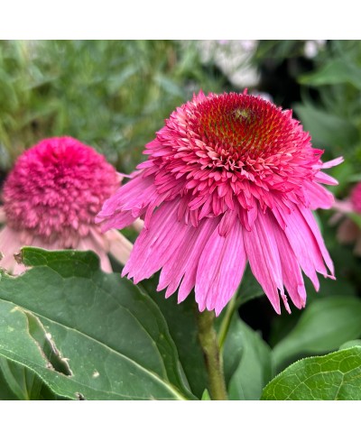 Jeżówka 'Summer Candy'  Echinacea