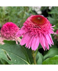 Jeżówka 'Summer Candy'  Echinacea