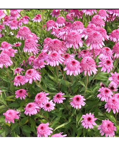 Jeżówka 'Summer Candy'  Echinacea