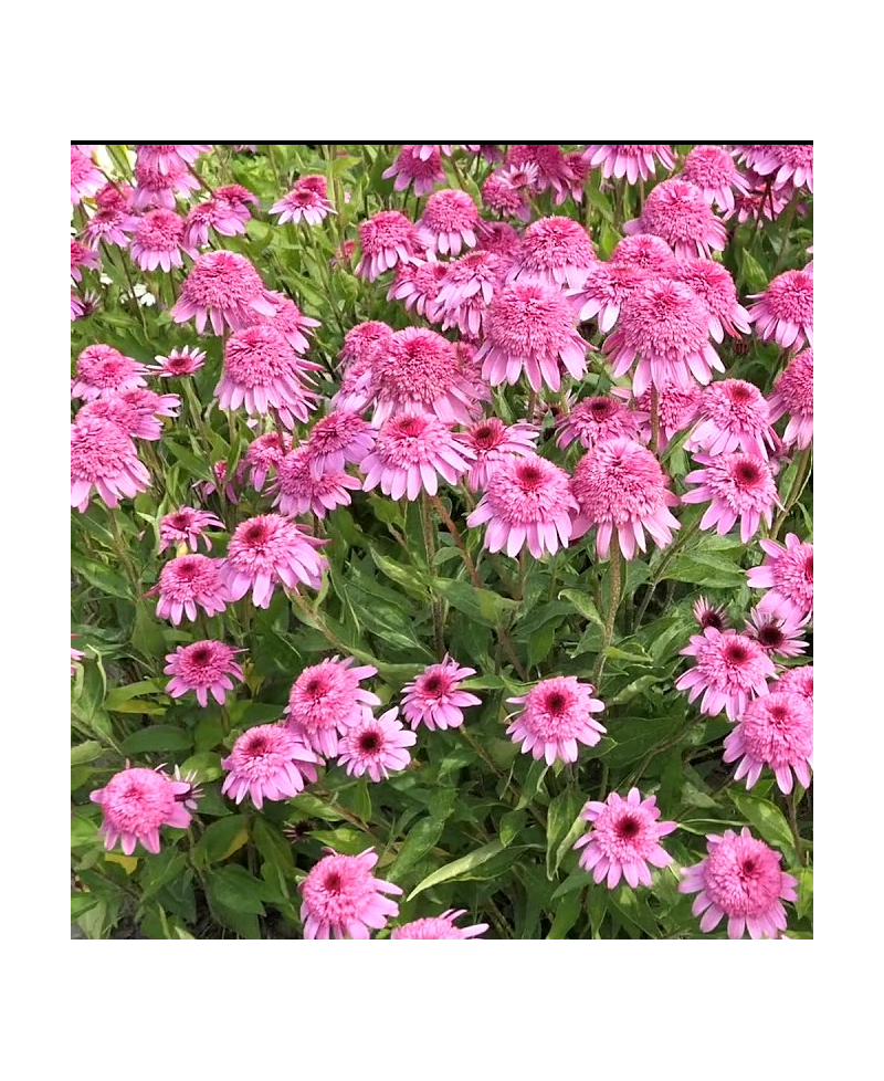 Jeżówka 'Summer Candy'  Echinacea