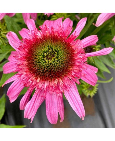 Jeżówka 'Sundial Pink'  Echinacea