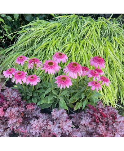 Jeżówka 'Sundial Pink'  Echinacea