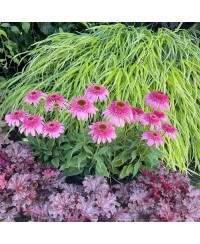 Jeżówka 'Sundial Pink'  Echinacea