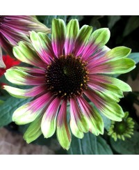 Jeżówka 'Sweet Sandia'  Echinacea