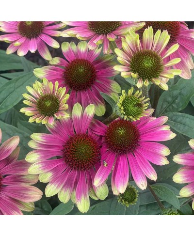 Jeżówka 'Sweet Sandia'  Echinacea