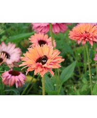 Jeżówka ‘SunSeekers Rainbow’ Echinacea