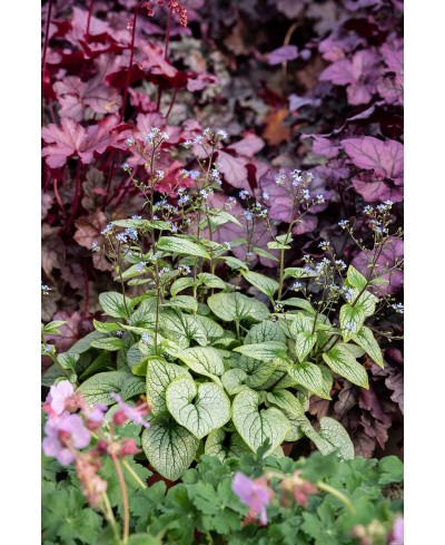 Brunnera Little Heart