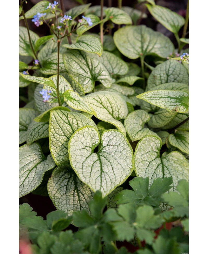 Brunnera Little Heart