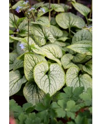 Brunnera Little Heart