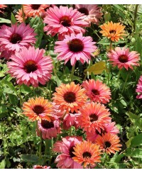 Jeżówka ‘SunSeekers Rainbow’ Echinacea