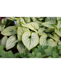 Brunnera Little Heart
