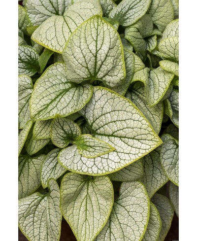 Brunnera Little Heart