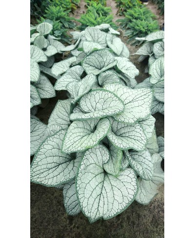 Brunnera 'Silver Heart'