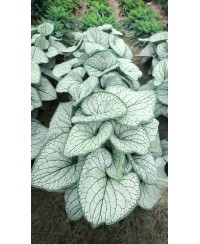 Brunnera 'Silver Heart'