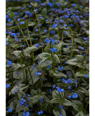 Brunnera 'Silver Heart'