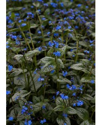 Brunnera 'Silver Heart'