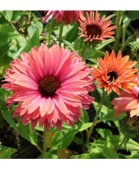 Jeżówka ‘SunSeekers Rainbow’ Echinacea
