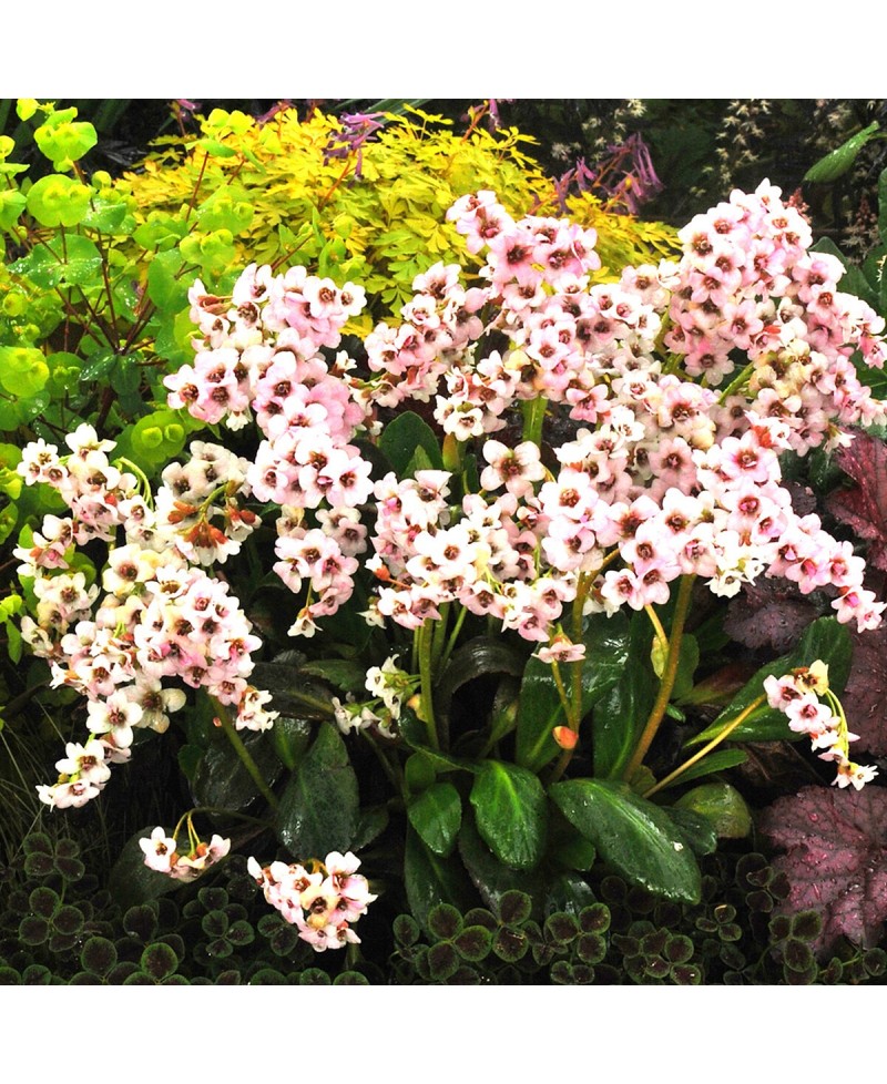 Bergenia 'Dragonfly Angel Kiss'
