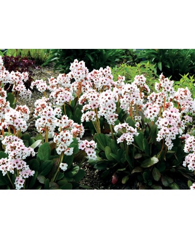 Bergenia 'Dragonfly Angel Kiss'