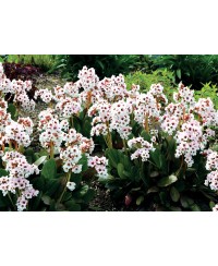 Bergenia 'Dragonfly Angel Kiss'