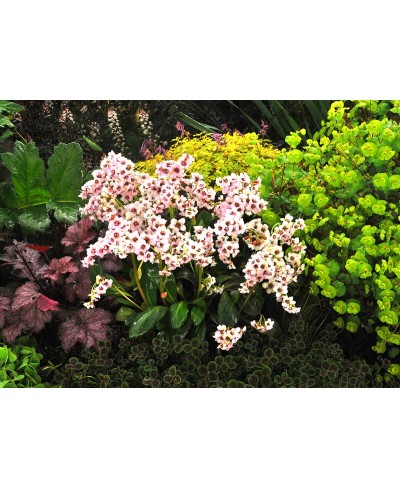 Bergenia 'Dragonfly Angel Kiss'