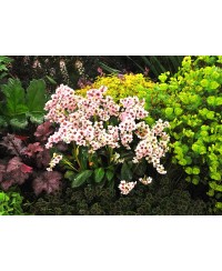 Bergenia 'Dragonfly Angel Kiss'