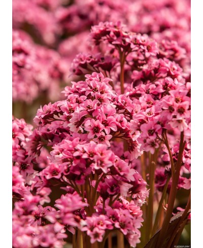 Bergenia Dragonfly 'Pink Dragonfly'